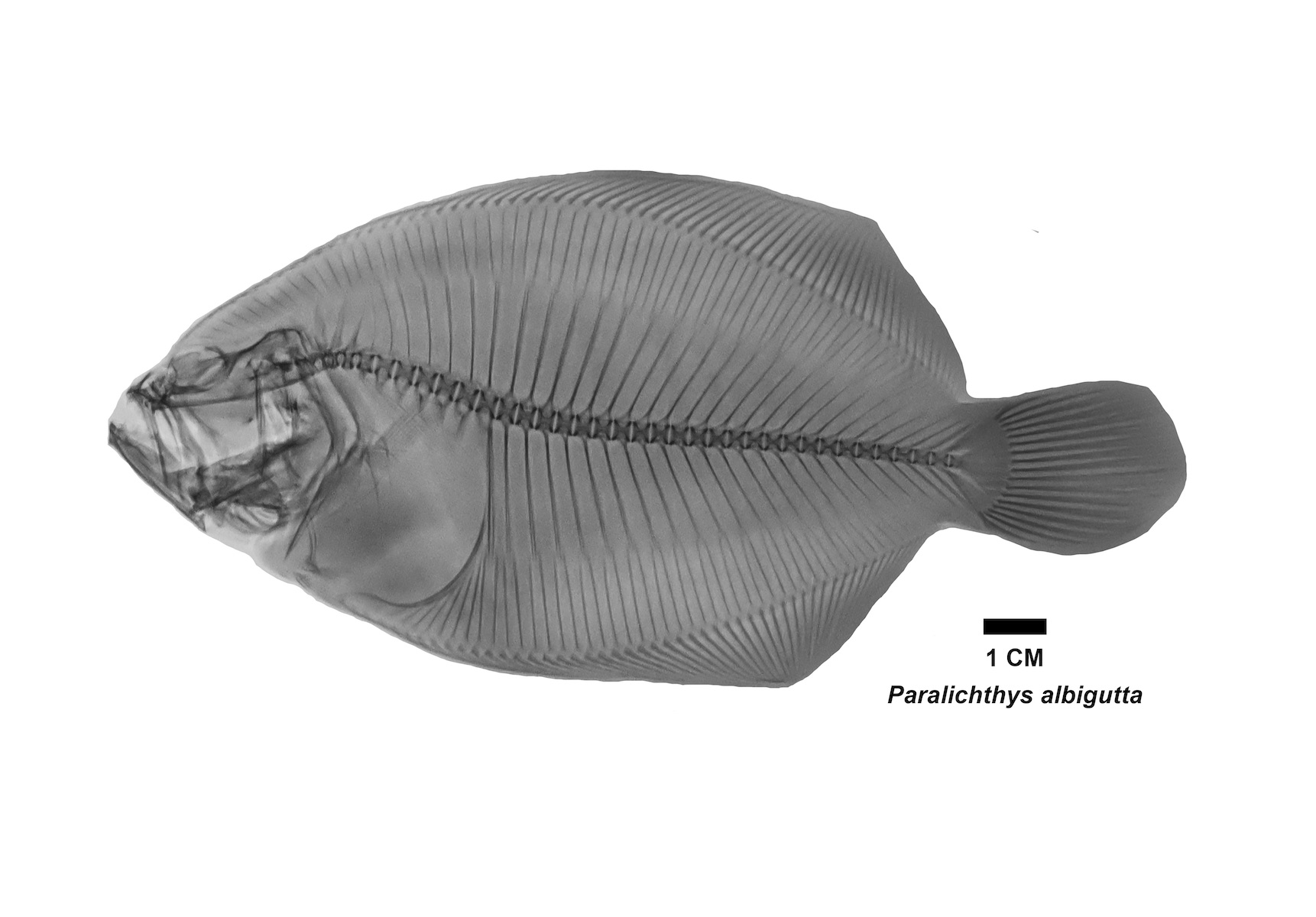 Radiografía especie